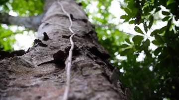 The Rainforest Needs You