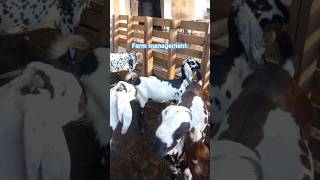 Goat farming practices #procedures #goat #deworming #dehorning #HoofTrimming #profitability #shorts