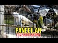 SUARA PANGGILAN LOVEBIRD BETINA MENAIKKAN BIRAHI JANTAN