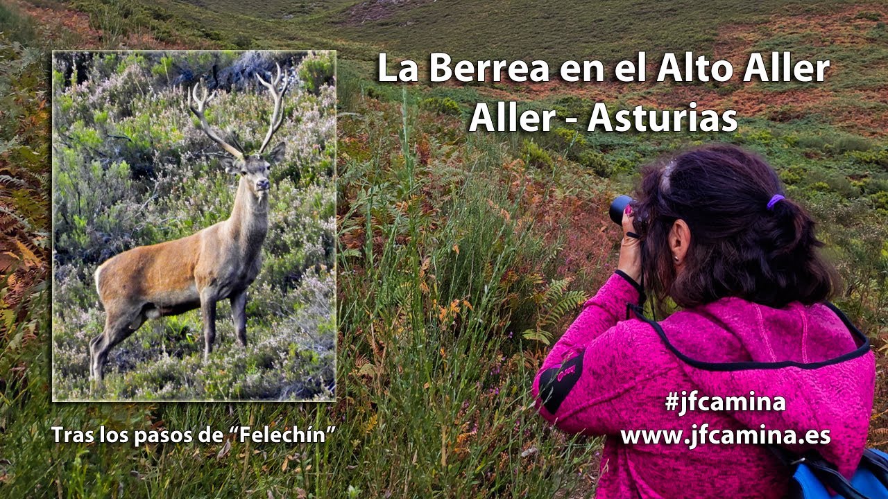 La Berrea en el Alto Aller (Cordillera Cantábrica – Asturias)