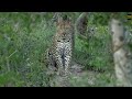 Wild Africa Hosana and Hukumuri in 1 sighting close one 30 march 2018