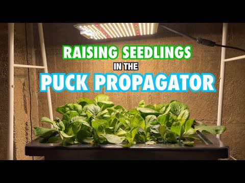 How to Raise Seedlings for a NFT Hydroponic System