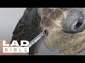 Trash Isles: Turtle Gets Plastic Straw Removed From Its Nose By Rescuers | @LADbible TV