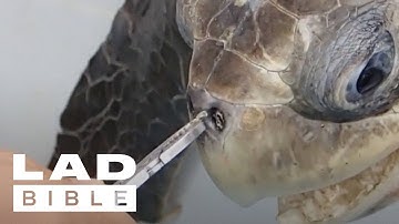 Trash Isles: Turtle Gets Plastic Straw Removed From Its Nose By Rescuers | @ladbiblestories