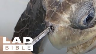 The Last Straw: Injured turtle with a 12cm plastic straw stuck up its nose  highlights the severity of plastic pollution, London Evening Standard