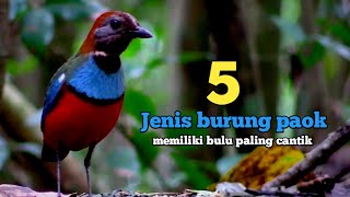 5 jenis burung paok yang memiliki bulu cantik dan warna warni