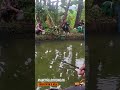 borong kolam ikan patin  #mancing  #sobomancingadventure  #fishing