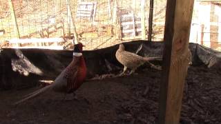 Why I Chose Pheasants Over Quail
