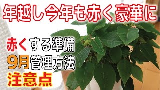 【年越しポインセチア】続・2年株ポインセチア、11月中旬～赤くする適切な管理方法【重要な解説】#200【ポインセチア9月】