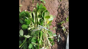 CÁCH TRỒNG CỎ ĐẬU PHỘNG TẠI CÁC KHU CÔNG NGHIỆP