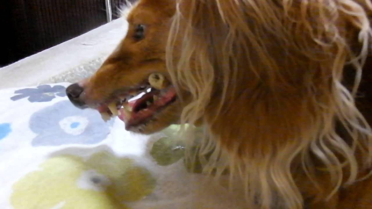 最も好ましい ライセンス 藤原 犬 Pictjokimo 最も好ましい ライセンス 藤原 犬 Pictjokimo
