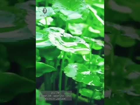 آهات شاعر كلمات جمال المحمود كمال المحمود وصوت المتالقه الرائعه خديجه سالظ من الجزائر