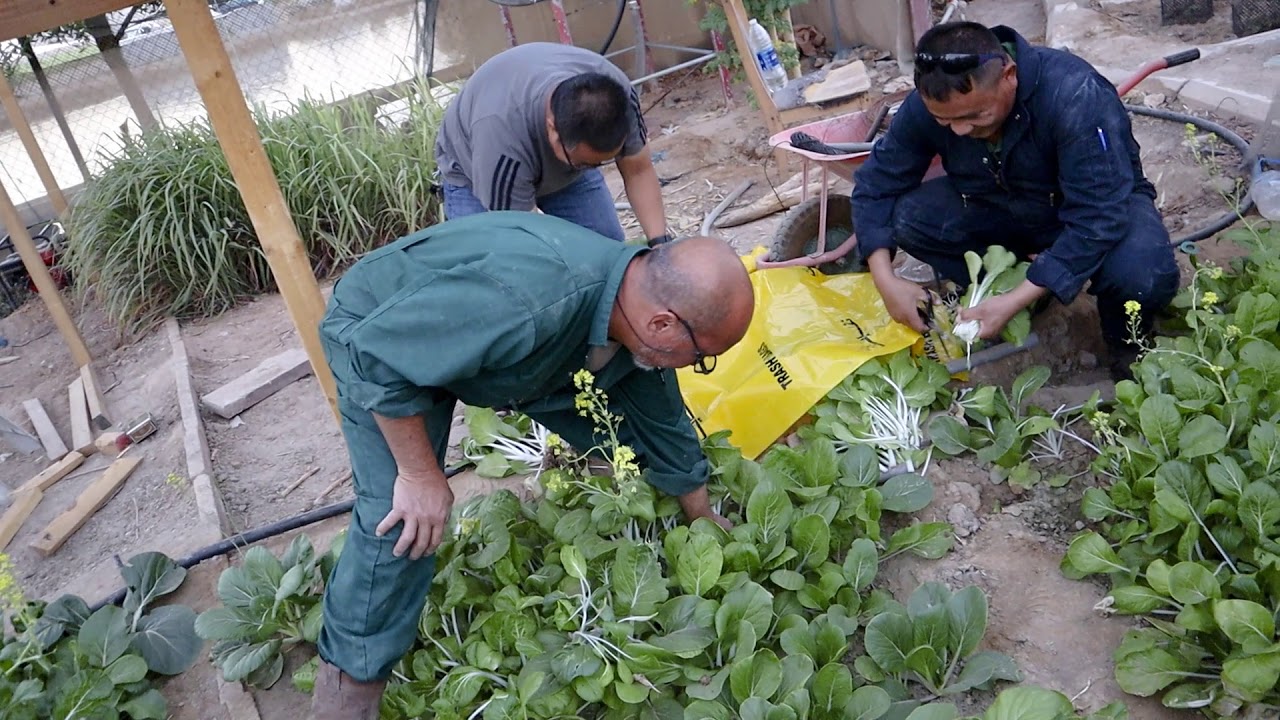 HARVESTING VEGETABLES - YouTube