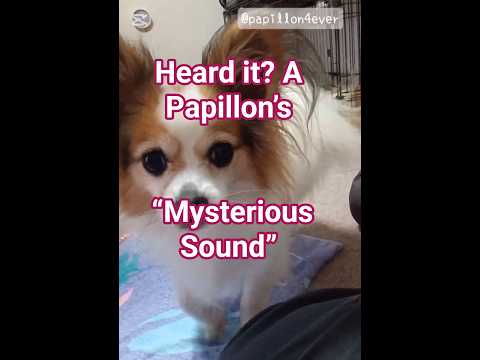 Papillon Stares at the Camera! What Does the Subtle Growl Mean? #adorable #cute #dogshorts