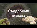 Съедобные каштаны. Это идея!