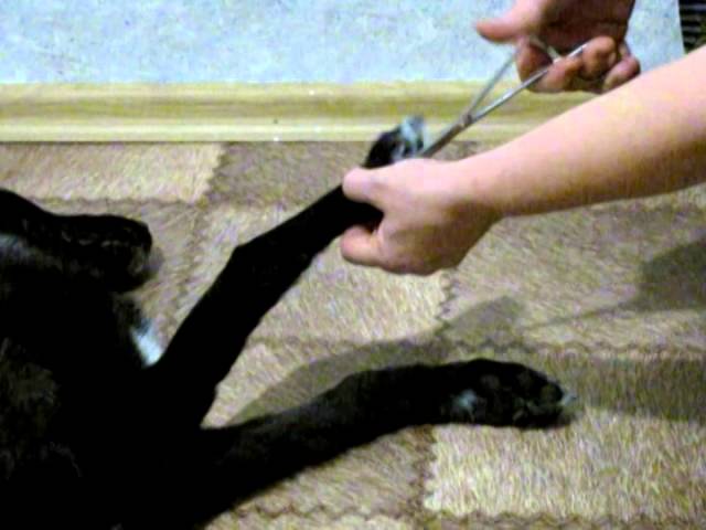 чума у собак