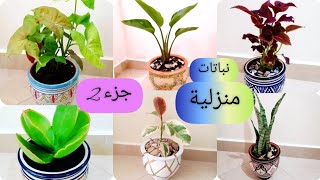 نباتات الزينة المنزلية(جزء2)Plantes  d'intérieurأسهل و أجمل أنواع داخلية لا تحتاج للشمس