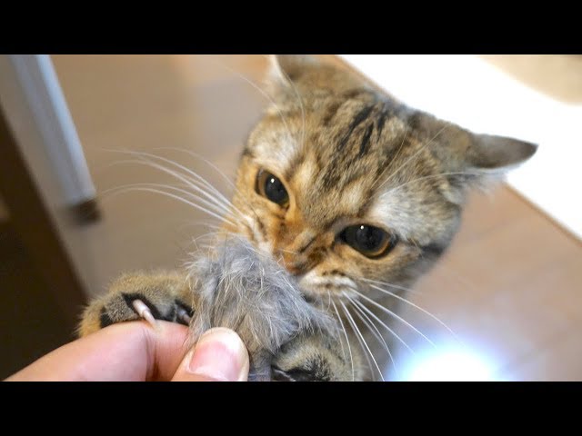 ネズミのおもちゃを取られまいと全力で怒ってくる猫！