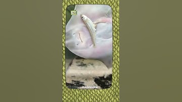 He Was About to Eat… But Look at That Tiny Hand!