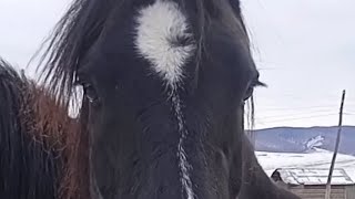 лошадинное семейство 🐴 #horses #кони