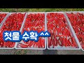 [🤠ㆍ369] 고추.. 첫물 수확하고 세척까지 합니다 