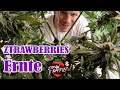 Ztrawberriez von 2Fast4Buds im DWC-System Ernten #cannabiscommunity 