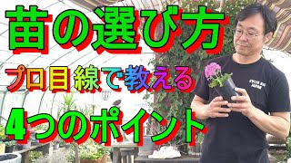 [ガーデニング] 良い苗の選び方「ナーセリーでもあるプロガーデナーが教える本当に良い苗の選び方