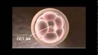Stem Cells Explained - Part 1 - Pluripotent Stem Cells.wmv
