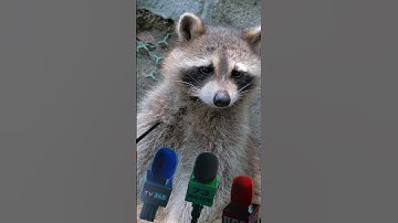 De officiële wasbeer van het Witte Huis | Fascinerende korte geschiedenisverhalen