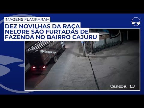 Dez novilhas da raça nelore são furtadas de fazenda no Bairro Cajuru em Pouso Alegre