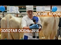 Две техники машинного доения коров. Выставка Золотая Осень-2016