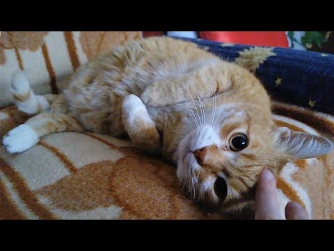 Cute Cuddly Cat