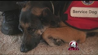Publix worker in Fort Myers denied service dog at work