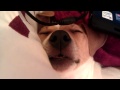 Little Dottie Dreaming