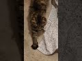 Roxy gets up