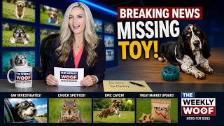 BREAKING: Puppy’s TOY GOES MISSING | The Weekly Woof: News for Dogs