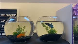 Mannelijk Beta vis VS Goudvis
