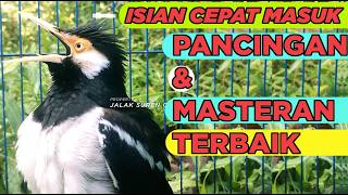 Download lagu Burung Jalak Suren Full Isian Tembakan Mewah Cililin Tengkek Buto Suara Unik mantap