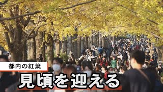 都内の紅葉 見頃を迎える