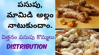 పసుపు, మామిడి అల్లం ఎలా పెంచాలిhow to grow turmeric, mango ginger at home @Gardening bliss