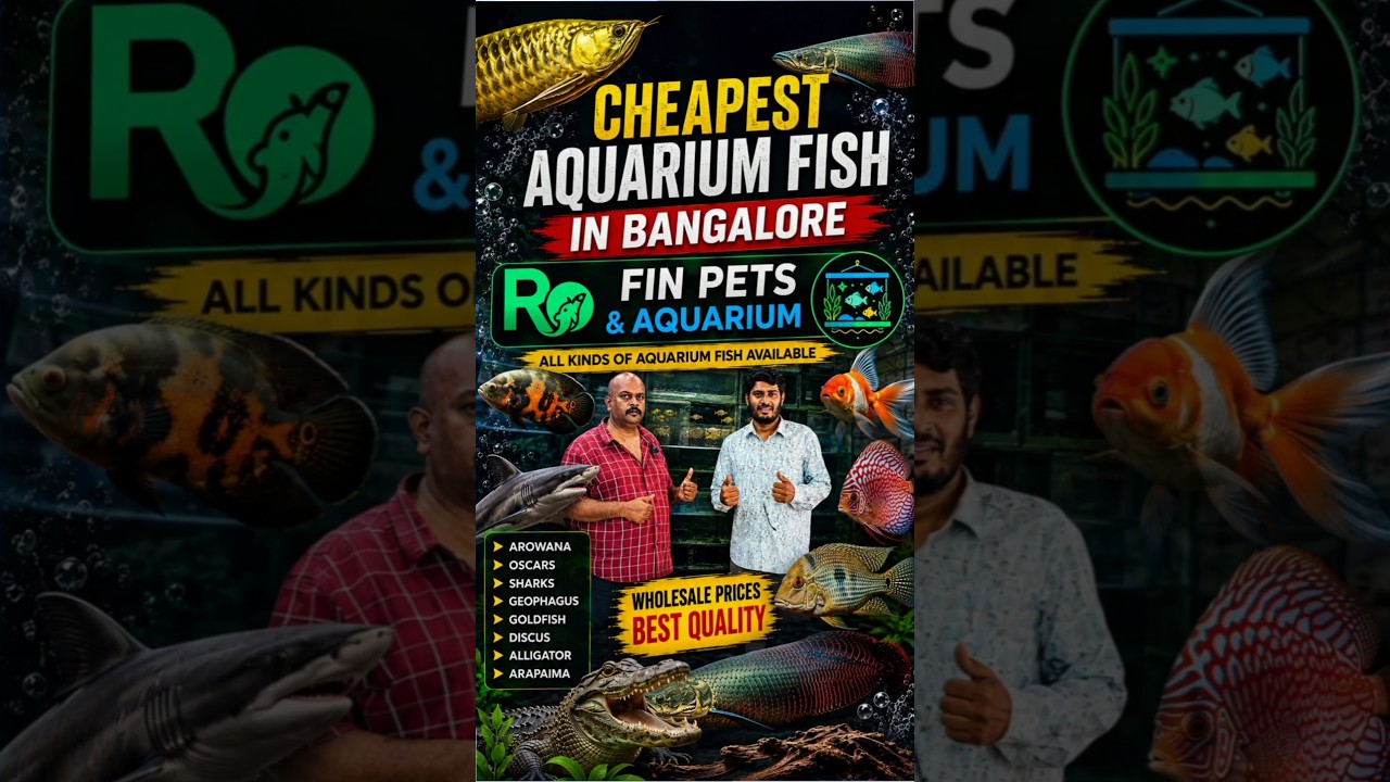 Cheapest Aquarium Fish Market in Bangalore | Ro Fin Pets & Aquarium Tour 🐠
