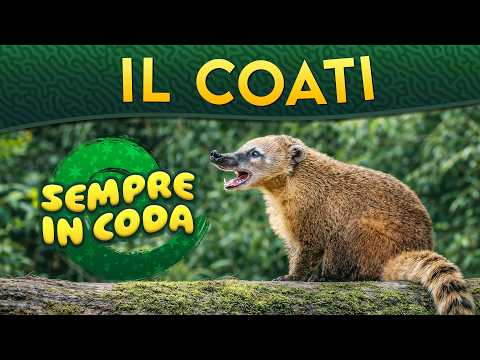 The Coati: Always on the Move ► Episode 288