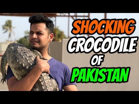 Shocking CROCODILE Of Pakistan | Wild Life Animal | Azlan Shah | ft. Aun Mohammad