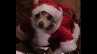 Christmas Wleon The Vicious Chihuahua The Little Elf Meets Santa