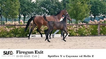 DHT 27-12-2025: Firegun Exit, stallion, 2025 by Spitfire V