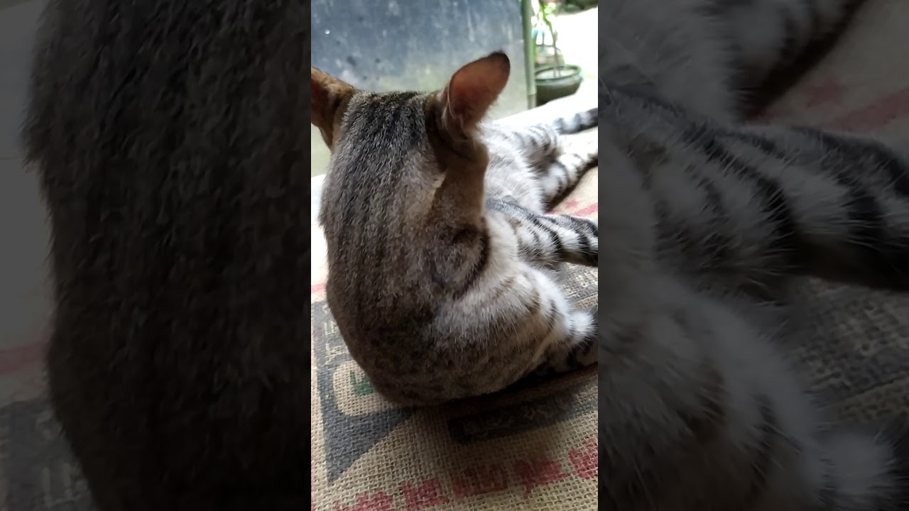 Beautiful Cat 🐈 