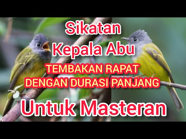 Sikatan Kepala Abu Tembakan Rapat Durasi Panjang Untuk Masteran class=