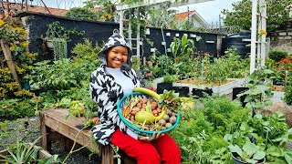 Tiny Space, Big Harvest | Growing Food in a Small Garden