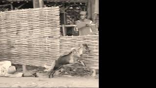 Kerapan kambing sentol pamekasan