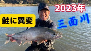 2023年鮭に異変 伝統のまち村上市を流れる三面川に立つ - YouTube